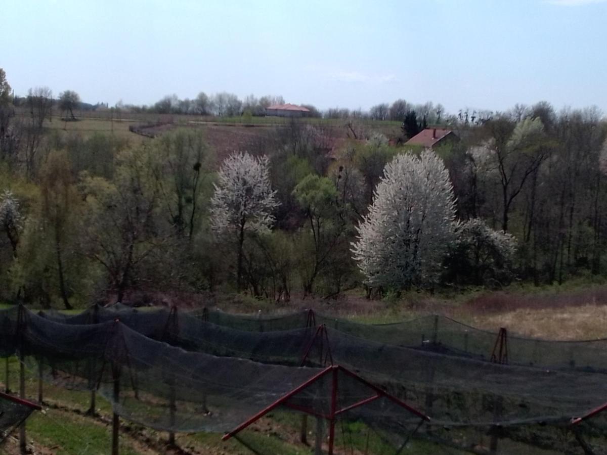 Studio Apartman Safaric Sveti Martin Na Muri Bagian luar foto